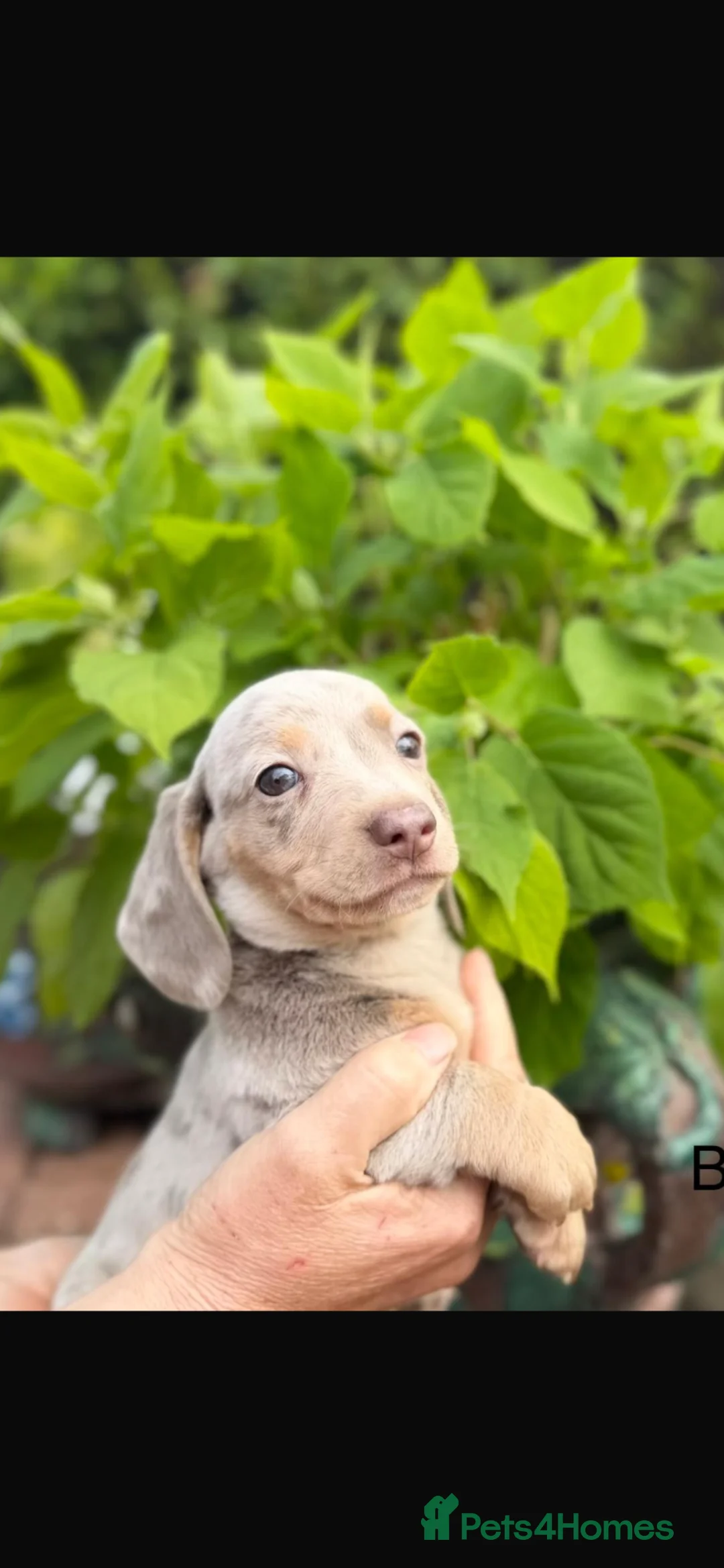 Miniature Dachshund dogs for sale: Miniature dachshund - chocolate/tan in Dartford - Advert 1