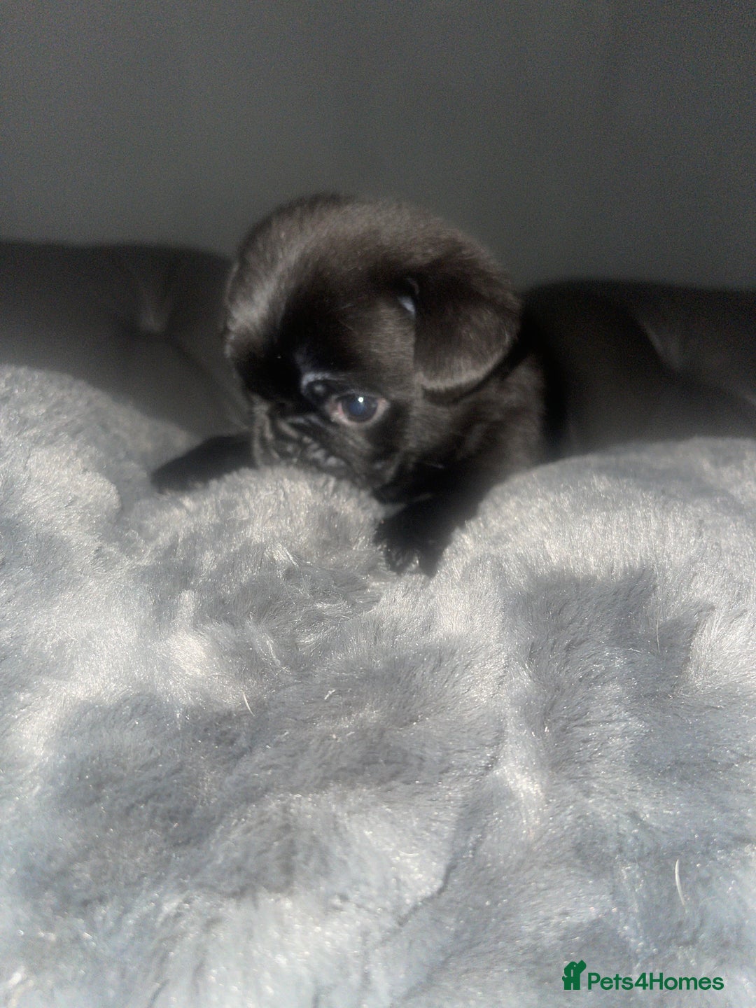 Frug dogs for sale: 5 pug puppies  - Advert 9