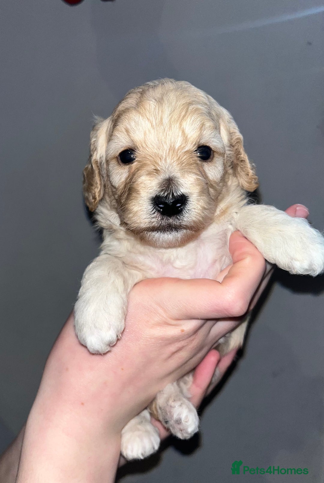 Mixed Breed dogs for sale: Cavapoochon puppies - Advert 8