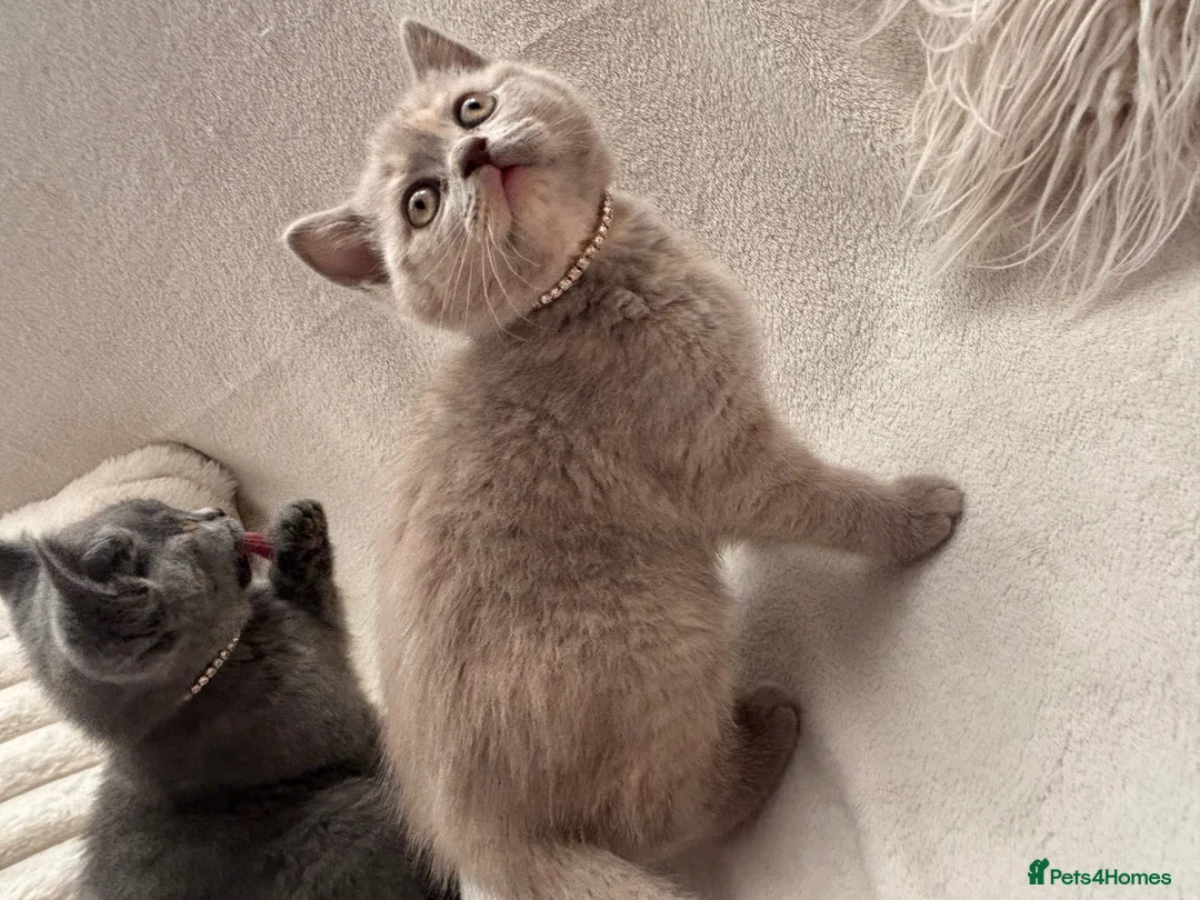 British Shorthair cats for sale: Beautiful babies ready soon - Advert 2