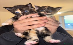 British Shorthair cats for sale: BEAUTIFUL KITTENS FOR SALE 🩷💙 - Advert 1