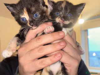 British Shorthair cats BEAUTIFUL KITTENS FOR SALE 🩷💙 - Advert 2