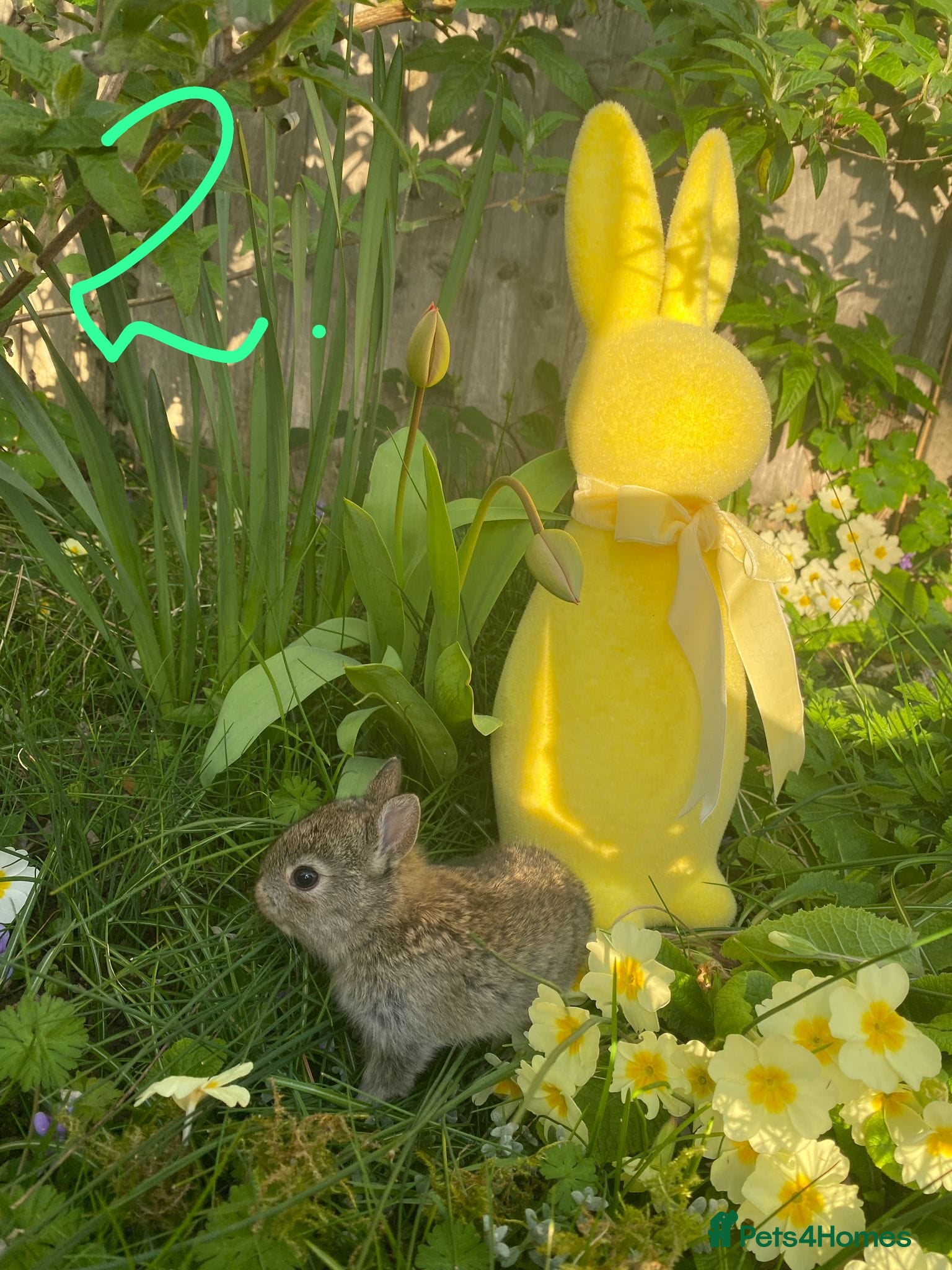Netherland Dwarf rabbits Bunny mixed - Advert 2