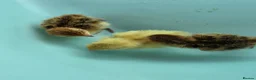 Quail poultry for sale: Male quail in Poole - Advert 4