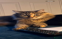 Mixed Breed cats for sale: 4 beautiful tabby kittens for sale  - Image 17