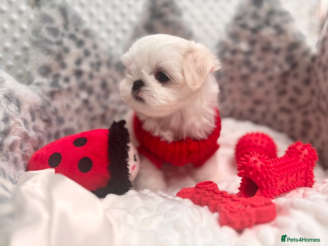 Maltese dogs for sale: 🌟Just One Left 🌟Bambelina Maltese🌟 - Image 17