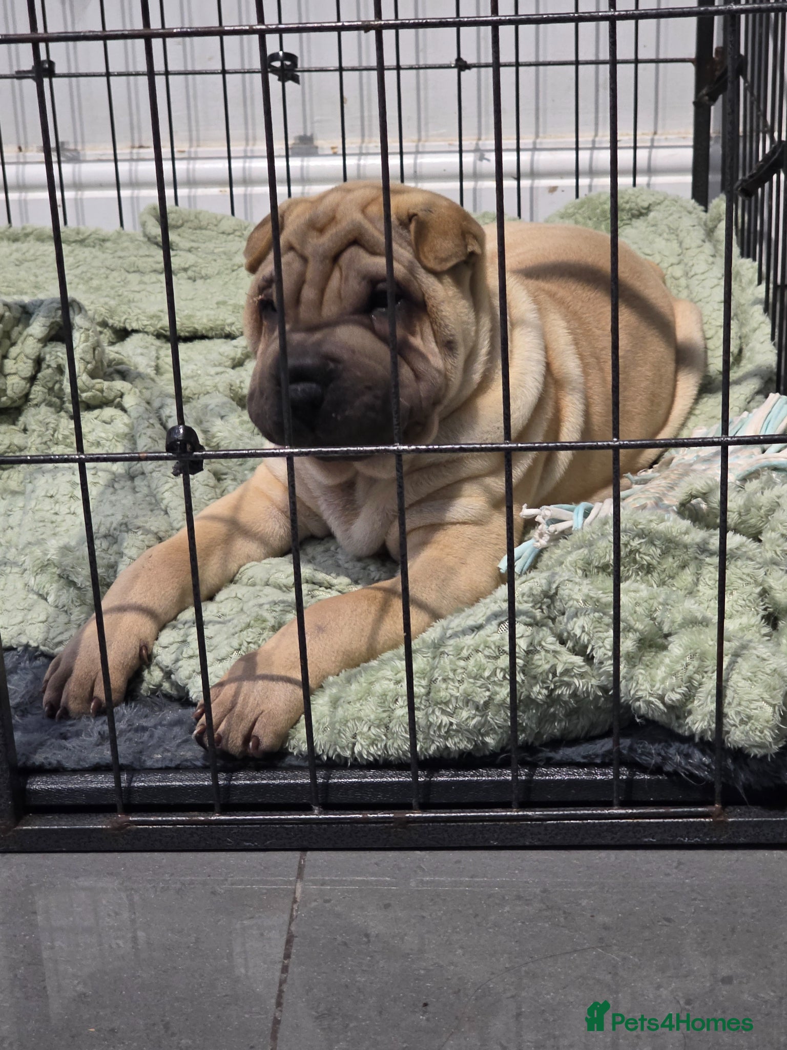 Shar Pei dogs Shar pei puppies - Advert 11