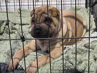 Shar Pei dogs Shar pei puppies - Advert 11