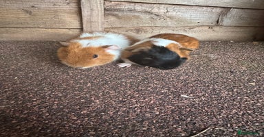Guinea Pig rodents - Advert 8