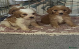 Cavapoo dogs for sale: Beautiful health tested cavapoos  - Image 6