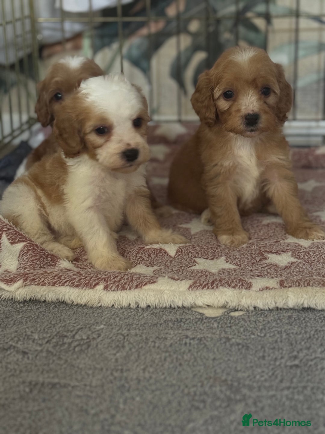 Cavapoo dogs for sale: Beautiful health tested cavapoos  - Image 6