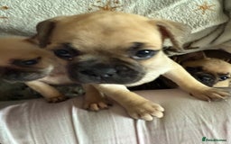 Frug dogs for sale: Pug cross frenchie - Image 3