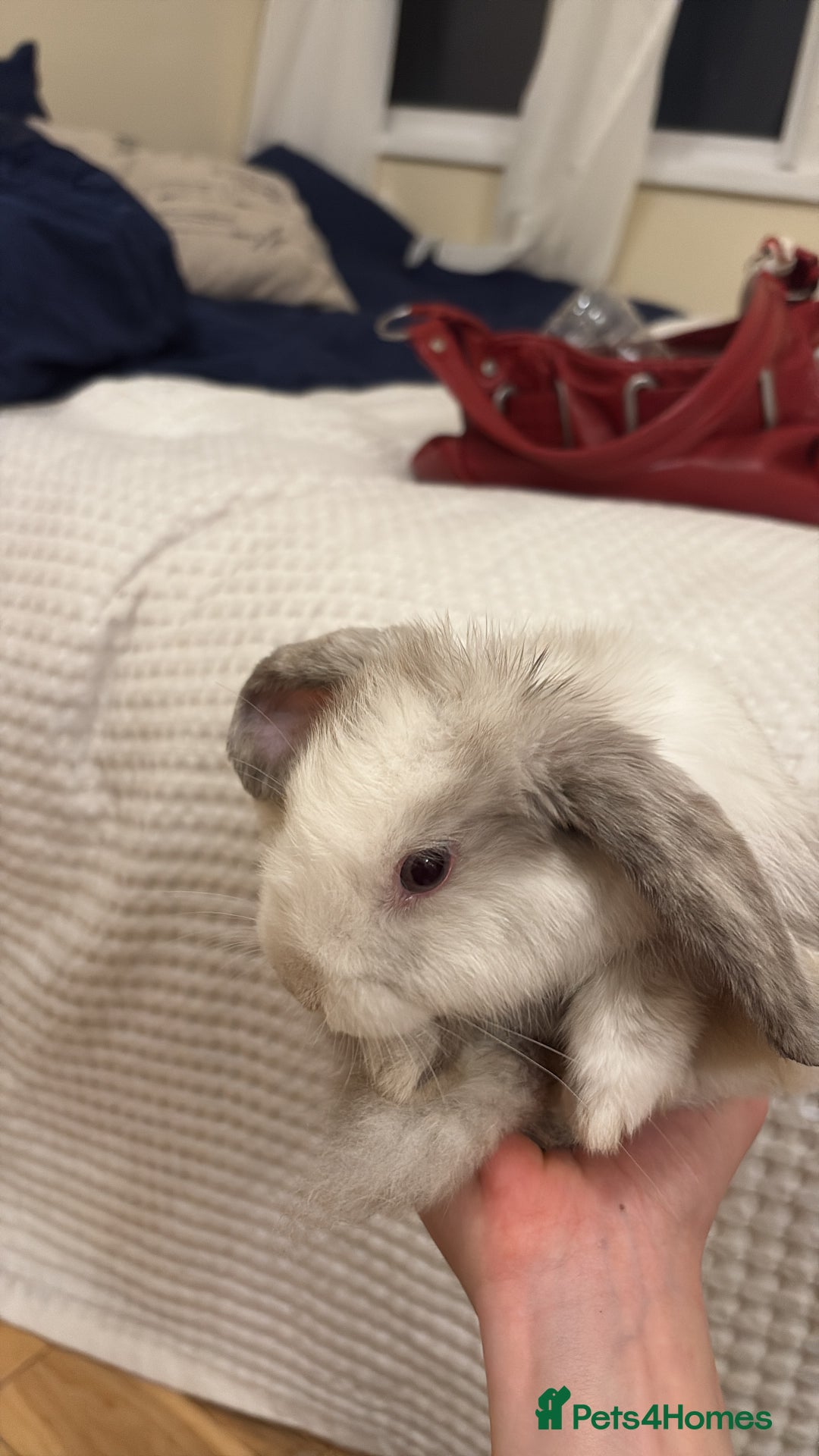 Mini Lop rabbits for sale: Mini lop for sale  - Advert 3