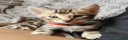 Bengal cats for sale: Stunning Bengal Kittens. TICA Registered. - Advert 15