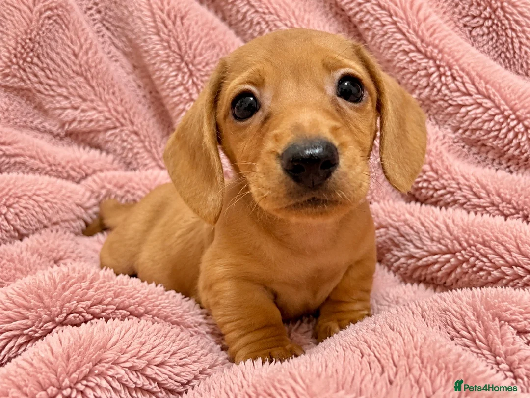 Miniature Dachshund dogs for sale: Miniature Dachshund Puppies - Advert 2