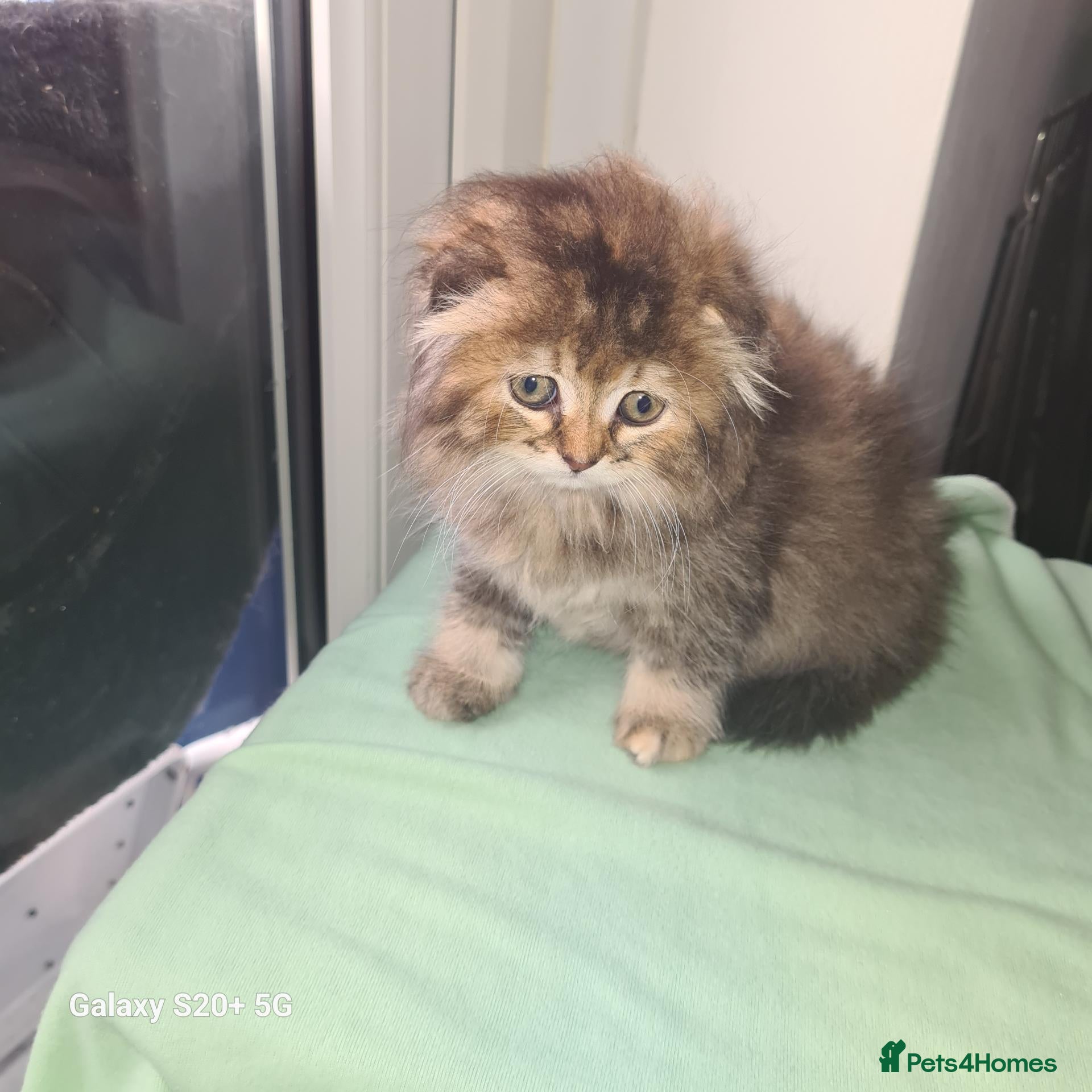 Scottish Fold cats Beautiful Scottish fold kittens  - Advert 6