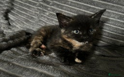 Maine Coon cats for sale: Maine coon X British short hair - Image 11