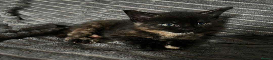 Maine Coon Kitten 3