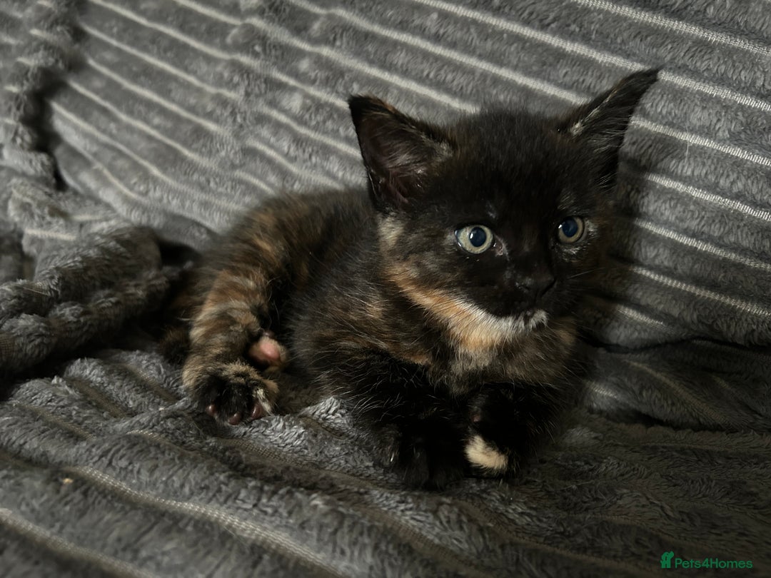 Maine Coon cats for sale: Maine coon X British short hair - Image 11