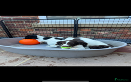 English Springer Spaniel dogs for sale: IRFTCH sired kc ESS - Image 5