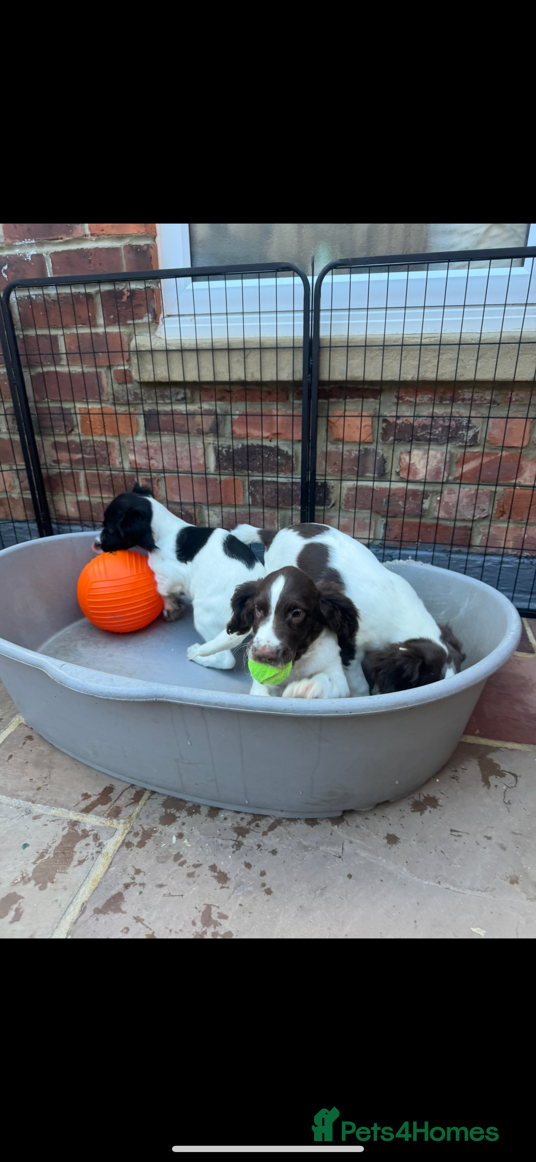 English Springer Spaniel dogs for sale: IRFTCH sired kc ESS - Image 5