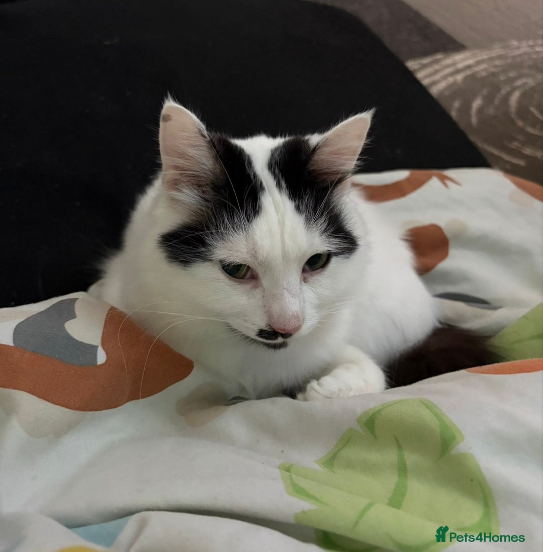 Mixed Breed cats for sale: Beautiful black/white/grey kittens for sale - Advert 8