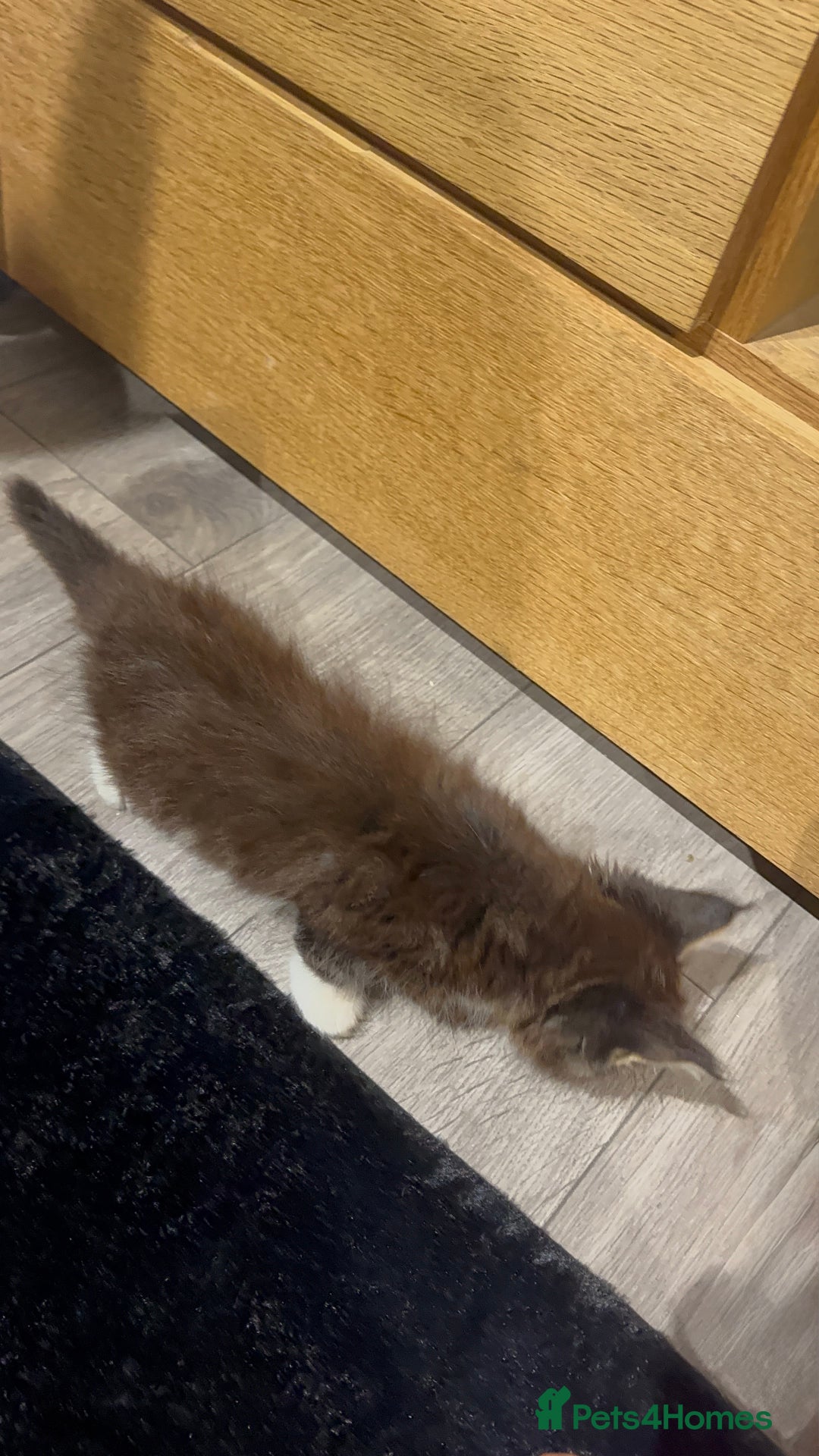 Maine Coon cats for sale: Full Maine Coon for sale - Advert 17