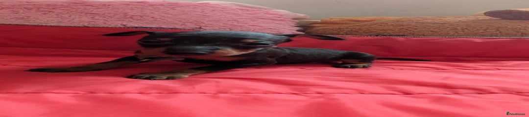 English Toy Terrier Puppy 2