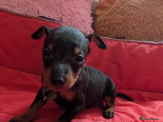 English Toy Terrier dogs Quality English toy terrier Male puppy - Advert 1