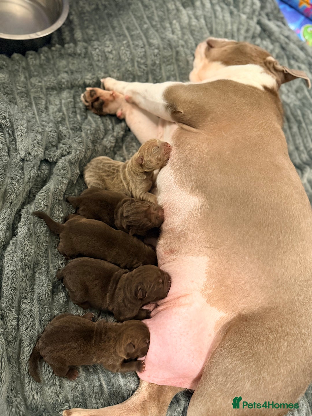 Mixed Breed dogs for sale: Gawjuss Bullpei Puppies 🐶 - Advert 40