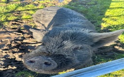 Pig livestock for sale: Kune kune pigs - Advert 3