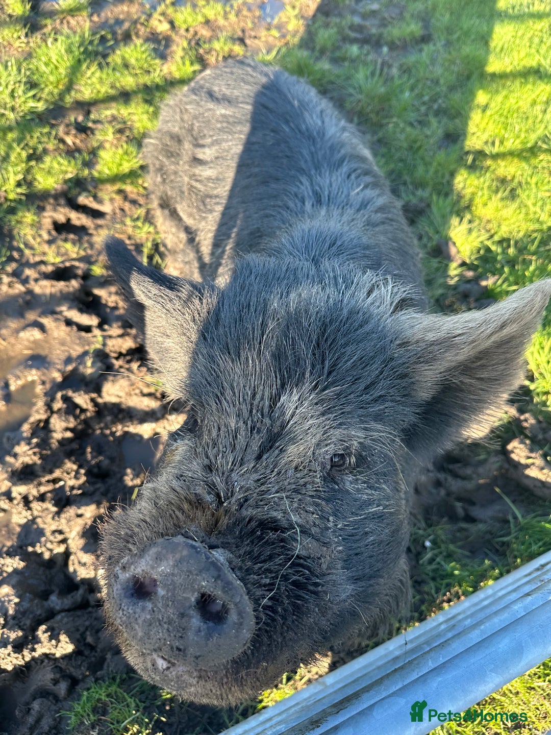 Pig livestock for sale: Kune kune pigs - Advert 3
