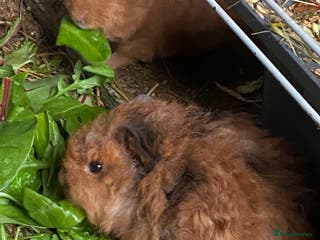 Guinea Pig rodents Make/female fluffy baby piggies - Advert 2