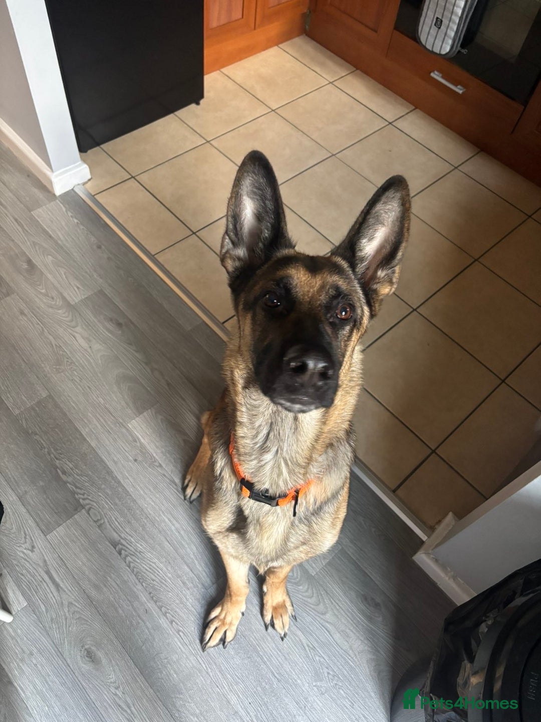 German Shepherd dogs for sale: Koda  - Advert 1