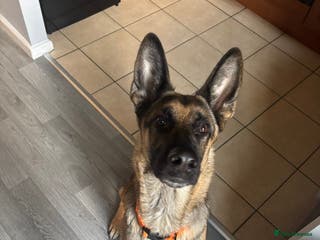 German Shepherd dogs Koda - Advert 1