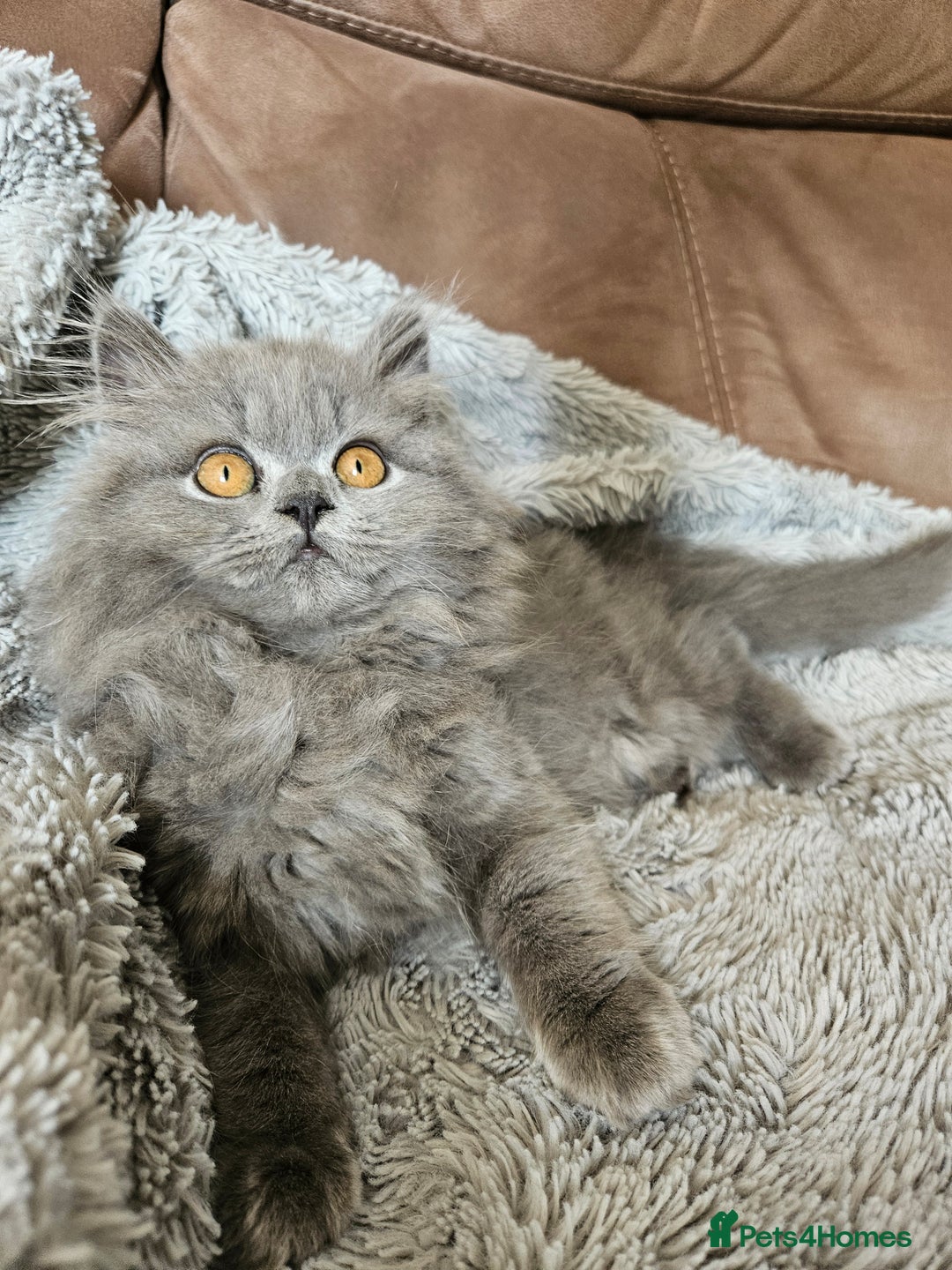 British Longhair cats for sale: Gorgeous GCCF long-haired British girl  - Image 10