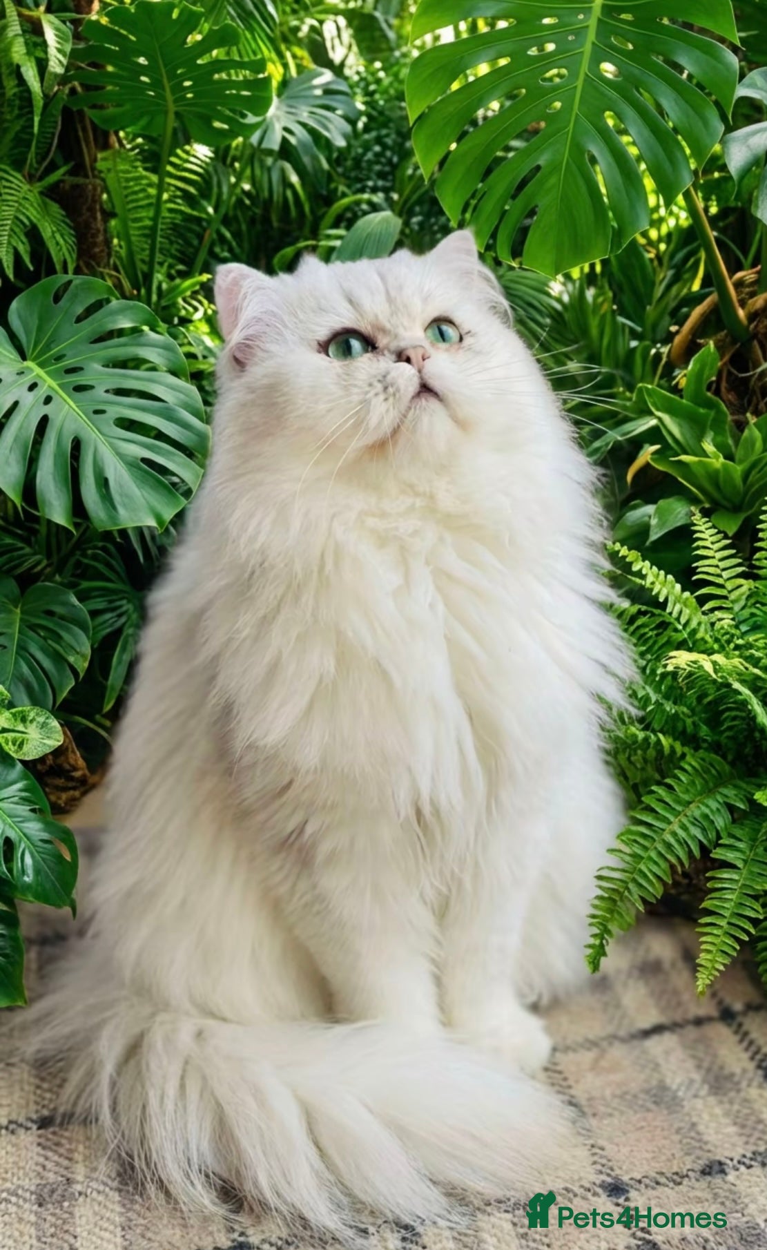 Persian cats for stud: ⭐️PERSIAN CHINCHILLA PEDIGREE PKD/FELV CLEAR STUD - Advert 3