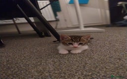 European cats for sale: Four Gorgeous Kittens Looking for Forever Homes - Image 6