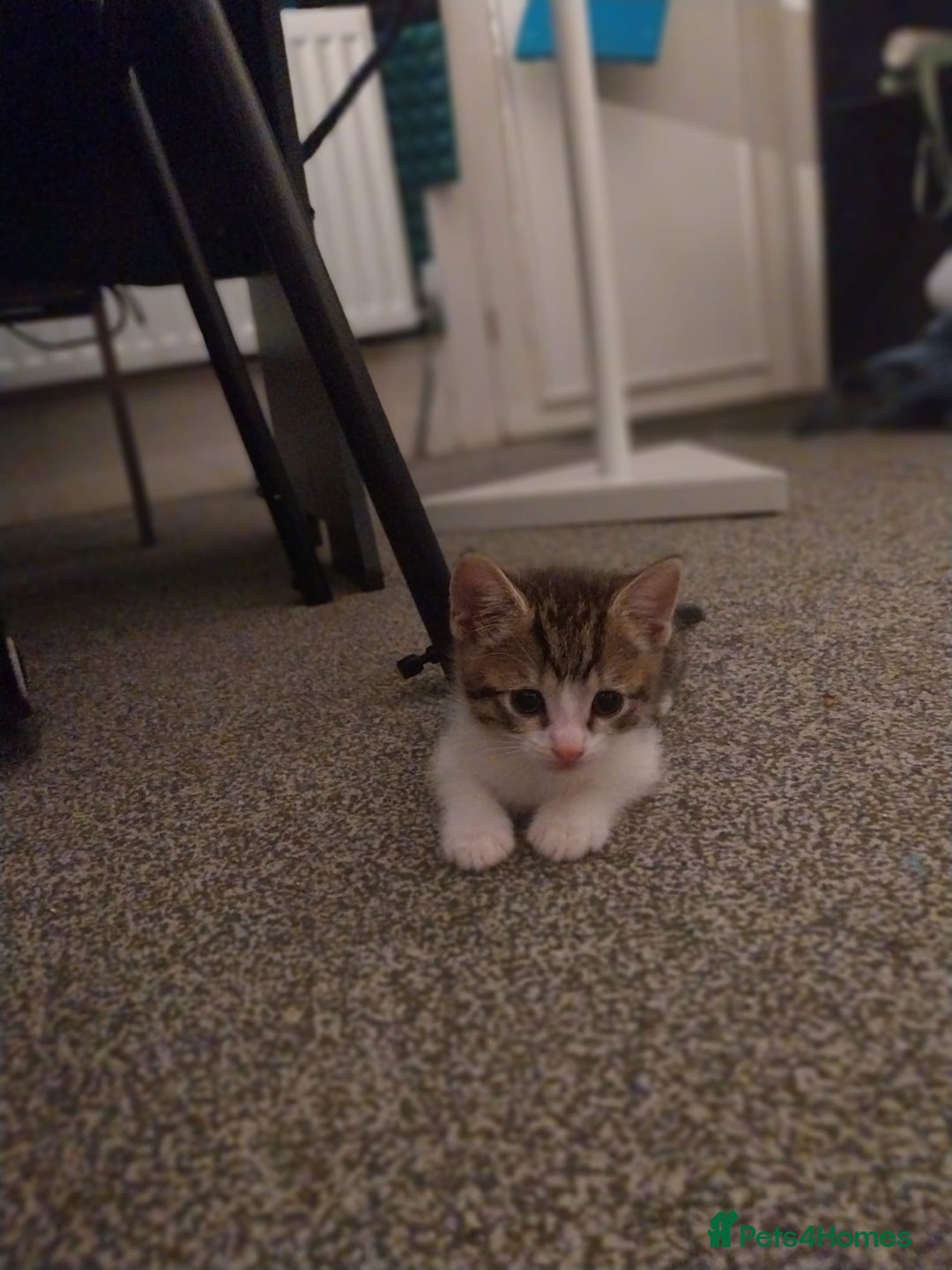 European cats for sale: Four Gorgeous Kittens Looking for Forever Homes - Image 6