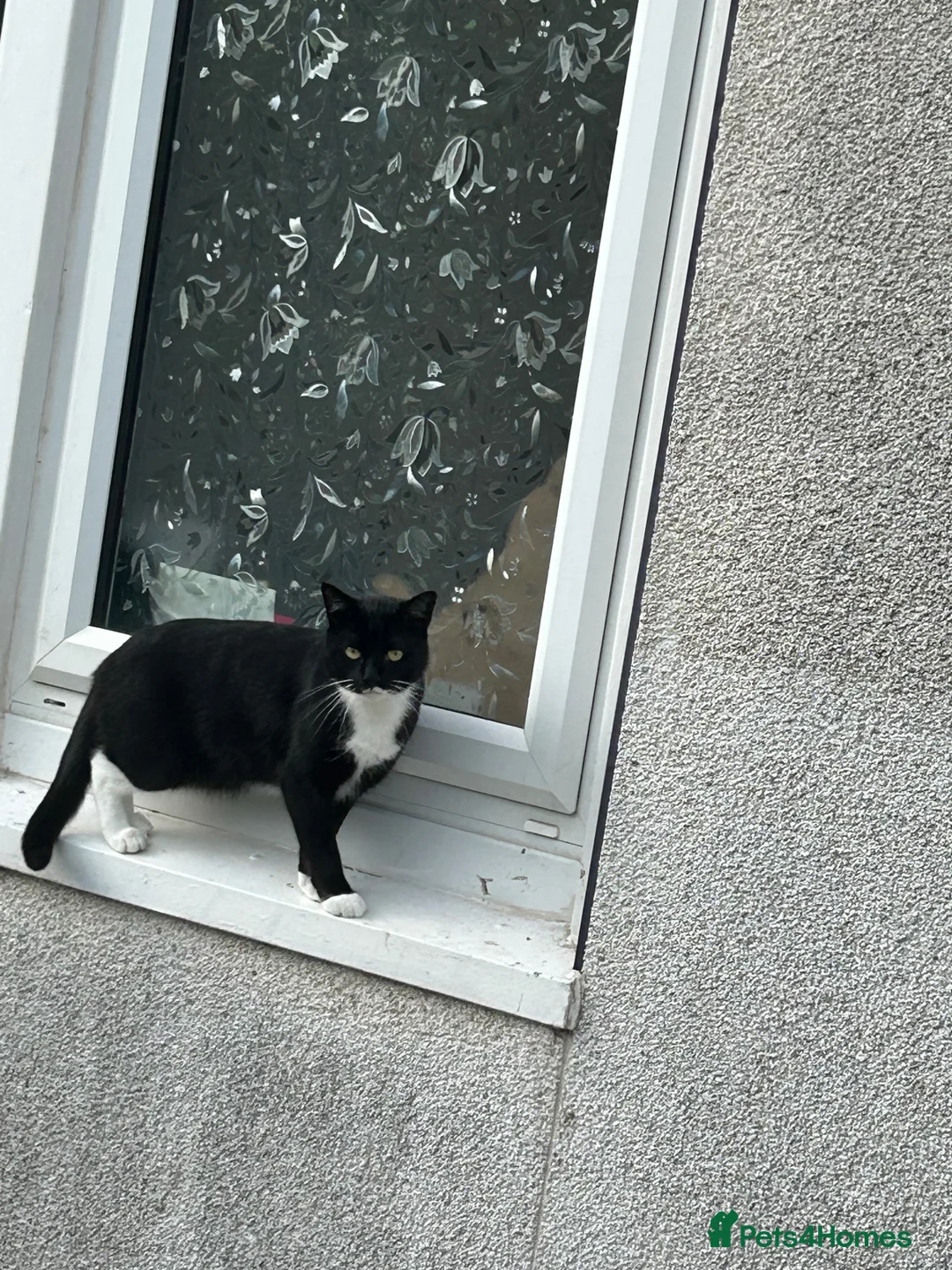 Mixed Breed cats for sale: Male cat  in Taunton - Advert 3