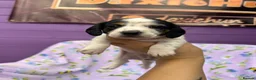 Miniature Dachshund dogs for sale: 5 cute piebald miniature dachshund puppies - Advert 7