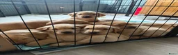 Labrador Retriever dogs for sale: KC Reg Fox Red / Blonde  Lab Puppies – Home Reared - Advert 1
