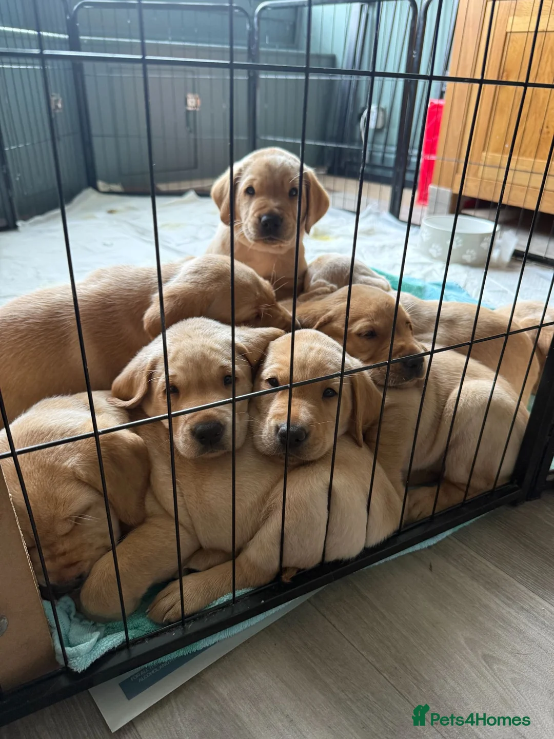 Labrador Retriever dogs for sale: KC Reg Fox Red / Blonde  Lab Puppies – Home Reared - Advert 1
