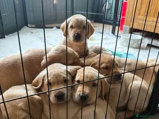 Labrador Retriever dogs KC Reg Fox Red / Blonde Lab Puppies – Home Reared - Advert 4