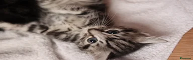 Grey Tabby Short Haired Kitten