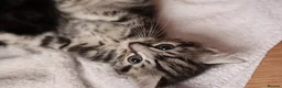 Mixed Breed cats for sale: Litter of 5 Kittens, 11 Weeks Old - Advert 12