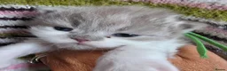 British Longhair cats for sale: TICA Registered British longhair kittens - Advert 18