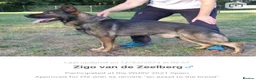 German Shepherd dogs for sale: Elite DDR German Shepherd - World-Class Pedigree  - Advert 18