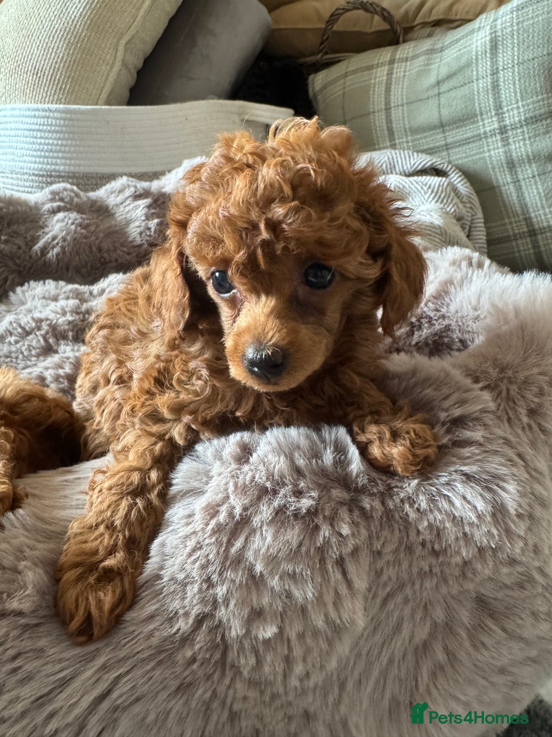 Toy Poodle dogs for sale: Stunning KC Reg Dark Red Toy Poodle born 2/5/2025 - Image 11
