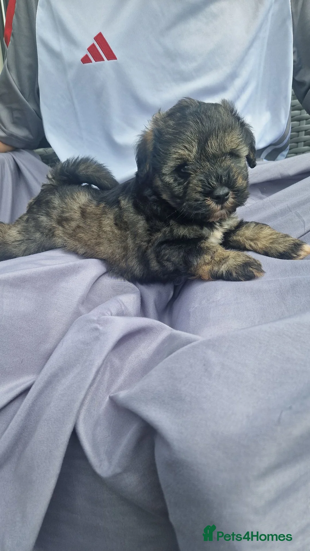 Miniature Schnauzer dogs for sale: Miniature schnauzer puppies  - Advert 2
